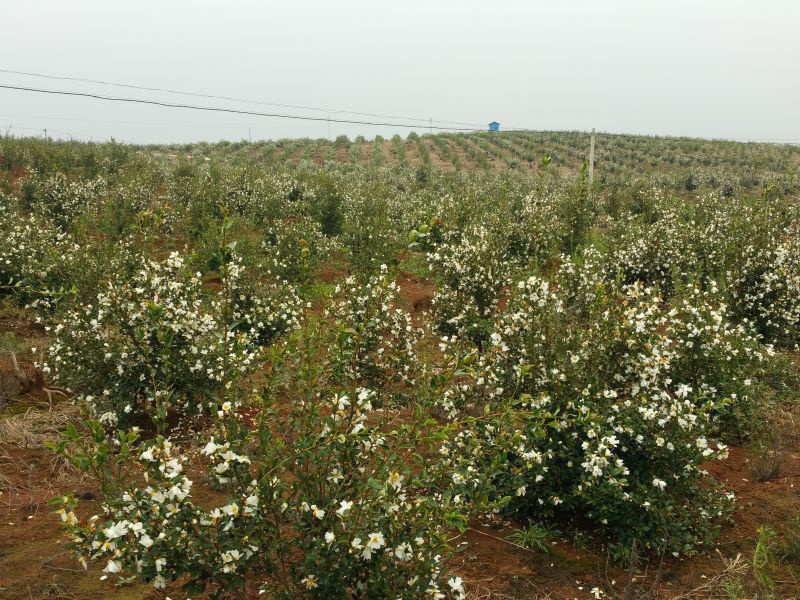 孟冬的油茶花，素裹群山嬌艷