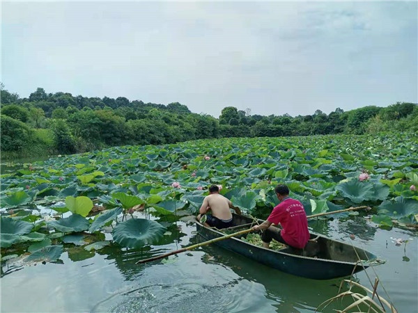 基地蓮花